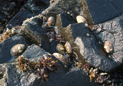 snails and algae on a rock